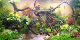 Traum in Weiss - das Zweite - Flowgrow Aquascape/Aquarien-Datenbank