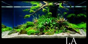 Tree of Life - Flowgrow Aquascape/Aquarien-Datenbank