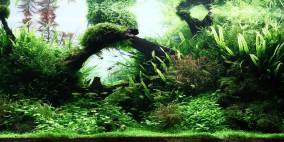 Treibholz & Pflanzen - Flowgrow Aquascape/Aquarien-Datenbank