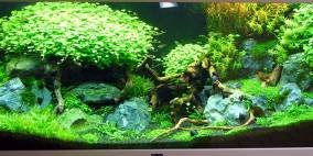 Tripartita cum lapis - Flowgrow Aquascape/Aquarien-Datenbank