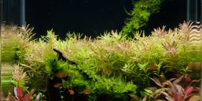 Tropical Garden - Flowgrow Aquascape/Aquarien-Datenbank