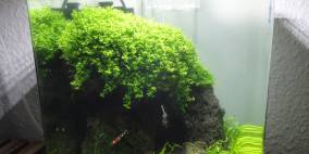 Tulamben Cave - Flowgrow Aquascape/Aquarien-Datenbank