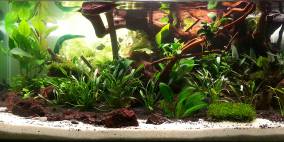 TwoWorlds - Flowgrow Aquascape/Aquarien-Datenbank