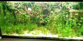 tylchens 200l - Flowgrow Aquascape/Aquarien-Datenbank