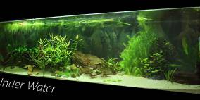 Under Water - Flowgrow Aquascape/Aquarien-Datenbank