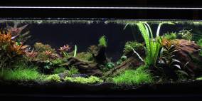 Underwater Paradise - Flowgrow Aquascape/Aquarien-Datenbank