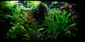 Unnamed - Flowgrow Aquascape/Aquarien-Datenbank