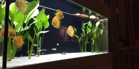 Unser erstes Aquarium - Flowgrow Aquascape/Aquarien-Datenbank