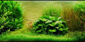 Unterwassergarten - Flowgrow Aquascape/Aquarien-Datenbank