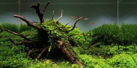 Uprooted - Flowgrow Aquascape/Aquarien-Datenbank