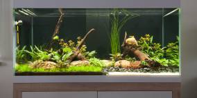 V3 - Flowgrow Aquascape/Aquarien-Datenbank