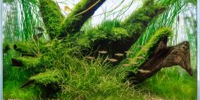 Vailanti - Flowgrow Aquascape/Aquarien-Datenbank