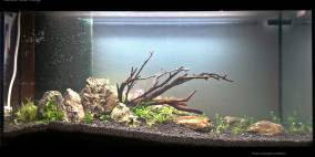 various little things (vlt) - Flowgrow Aquascape/Aquarien-Datenbank