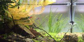 Wabi Sabi, Rotz und Wasser - Flowgrow Aquascape/Aquarien-Datenbank