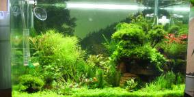 Wasgau-Tal - Flowgrow Aquascape/Aquarien-Datenbank