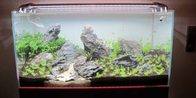 Way to hill - Flowgrow Aquascape/Aquarien-Datenbank