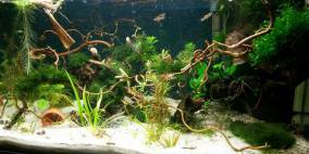 weil es süchtig macht.... - Flowgrow Aquascape/Aquarien-Datenbank