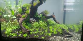 Welcome to Amazonia - Flowgrow Aquascape/Aquarien-Datenbank