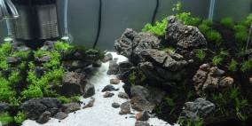 Welcome to Paradise - Flowgrow Aquascape/Aquarien-Datenbank