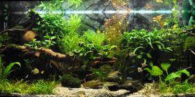 welcome to the Jungle - Flowgrow Aquascape/Aquarien-Datenbank