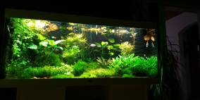 whitegren - Flowgrow Aquascape/Aquarien-Datenbank