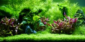 Wild Symphony - Flowgrow Aquascape/Aquarien-Datenbank