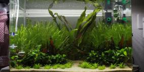 Wildscape - Flowgrow Aquascape/Aquarien-Datenbank