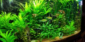 Wildwucher - Flowgrow Aquascape/Aquarien-Datenbank