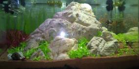 Wohnzimmer-Becken - Flowgrow Aquascape/Aquarien-Datenbank