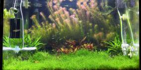 Wohnzimmerbecken - Flowgrow Aquascape/Aquarien-Datenbank