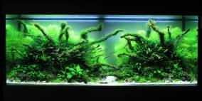 Wood Glade - Flowgrow Aquascape/Aquarien-Datenbank