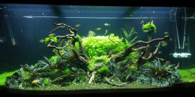 Wood in Rocks - Flowgrow Aquascape/Aquarien-Datenbank