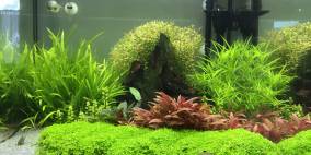 WTCube - Flowgrow Aquascape/Aquarien-Datenbank