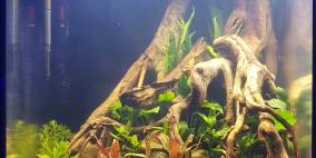 Wurzel des Lebends - Flowgrow Aquascape/Aquarien-Datenbank