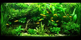 Wurzelbecken - Flowgrow Aquascape/Aquarien-Datenbank