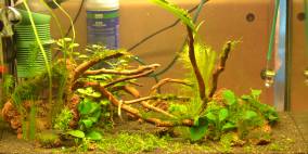 YING YANG - Flowgrow Aquascape/Aquarien-Datenbank