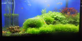 Zac Nano - Flowgrow Aquascape/Aquarien-Datenbank