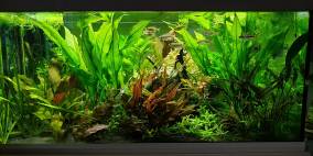 Zewana`s kleiner Wasserpark - Flowgrow Aquascape/Aquarien-Datenbank