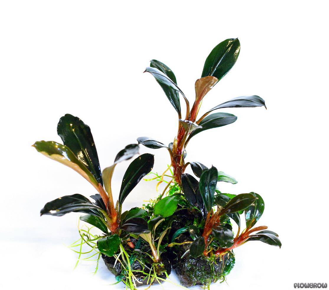 bucephalandra pygmaea "kapit" - flowgrow aquatic plant database