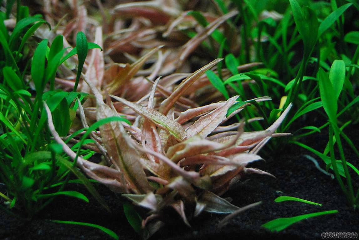Cryptocoryne Wendtii Plant Cryptocoryne Wendtii Brown - Easy Aquarium Plant  For Midground Aquascaping Growing Aquarium Plants