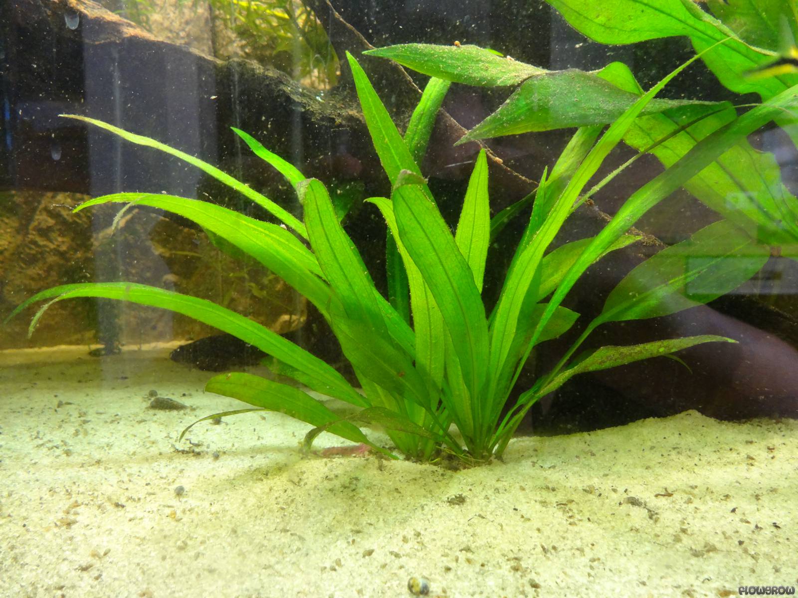 Echinodorus Grisebachii Amazonicus Amazon Sword Flowgrow Aquatic 