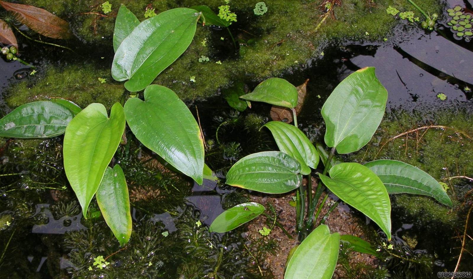 Tình yêu cây cỏ ĐV2 - Page 33 Echinodorus-tunicatus-4f7a03c9c1e53