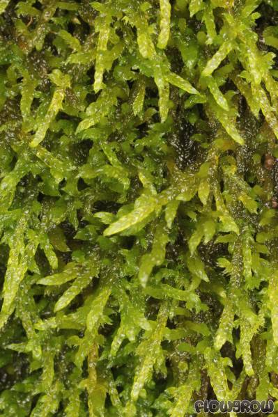 https://www.flowgrow.de/db/aquaticplants/ectropothecium-zollingeri