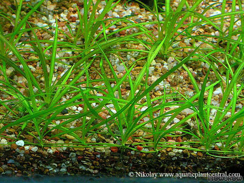 Helanthium Tenellum: Species Profile & Care Guide - Fish Laboratory