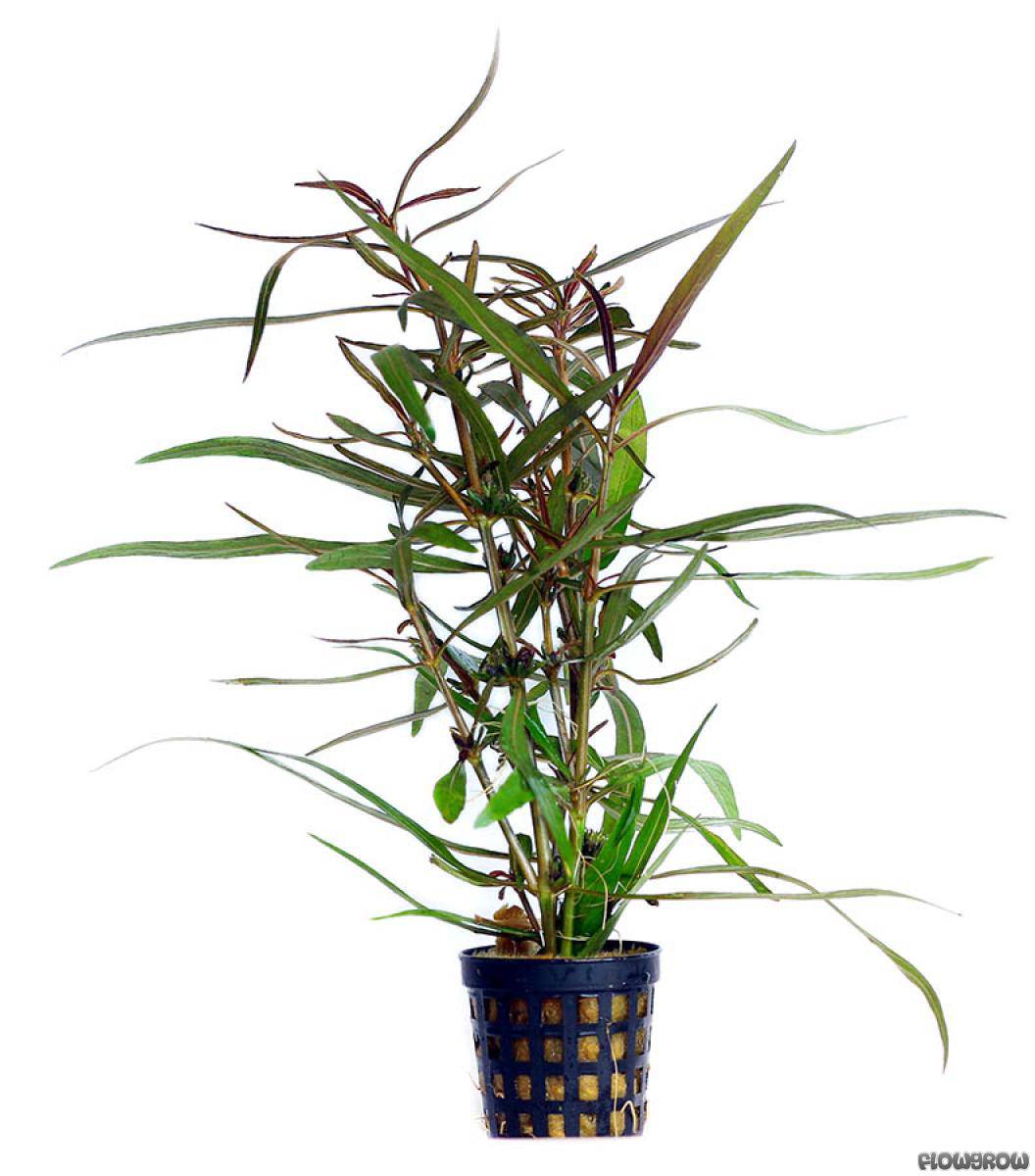 Hygrophila lancea (H. sp. "Araguaia") - Flowgrow Aquatic