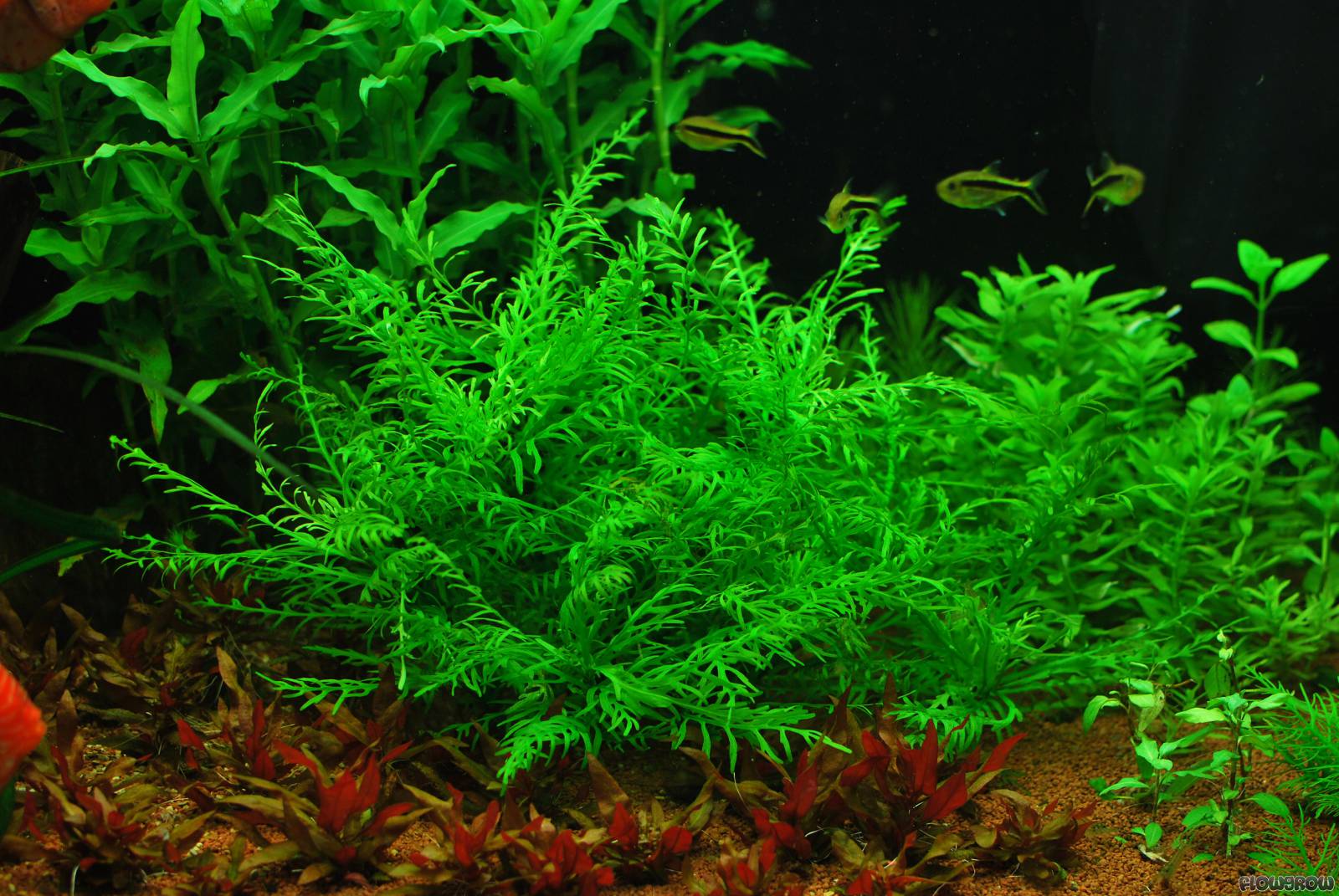 http://www.flowgrow.de/db/images/aquaticplants/detail/hygrophila-odora-52ef47e913a90.jpg