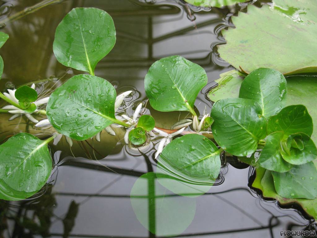 Ludwigia helminthorrhiza - budapestfoglyai.hu