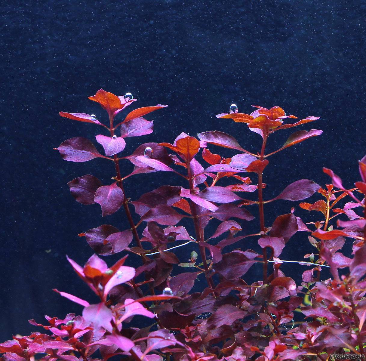 Ludwigia sp. 'Super Red' Kleine Weinrote Ludwigie Flowgrow Aquatic
