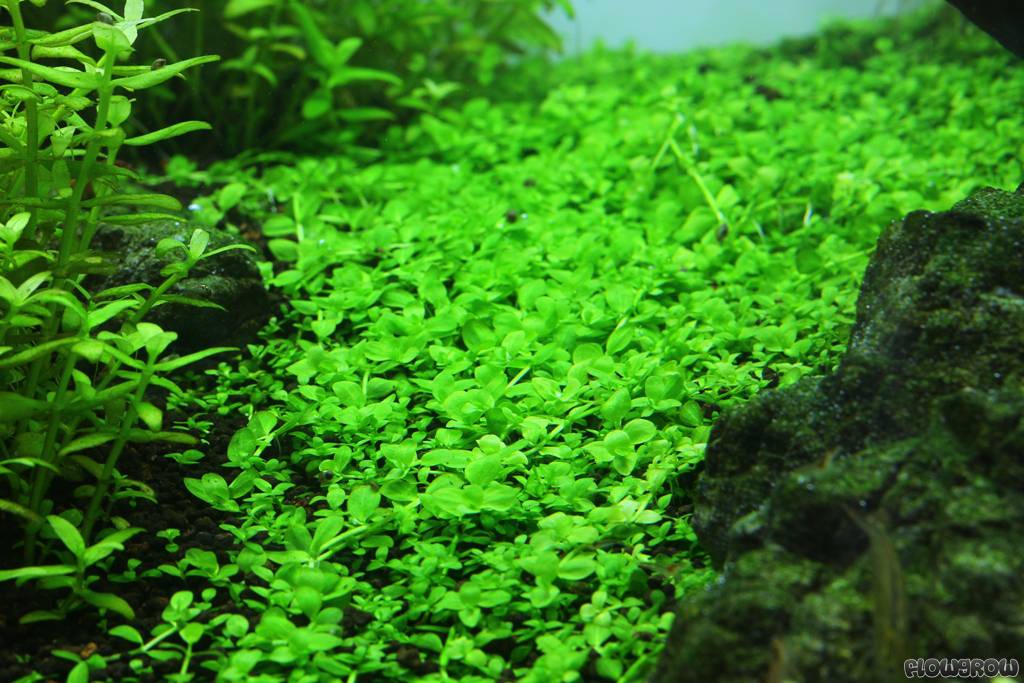 micranthemum sp montecarlo 3 5203a17be166b