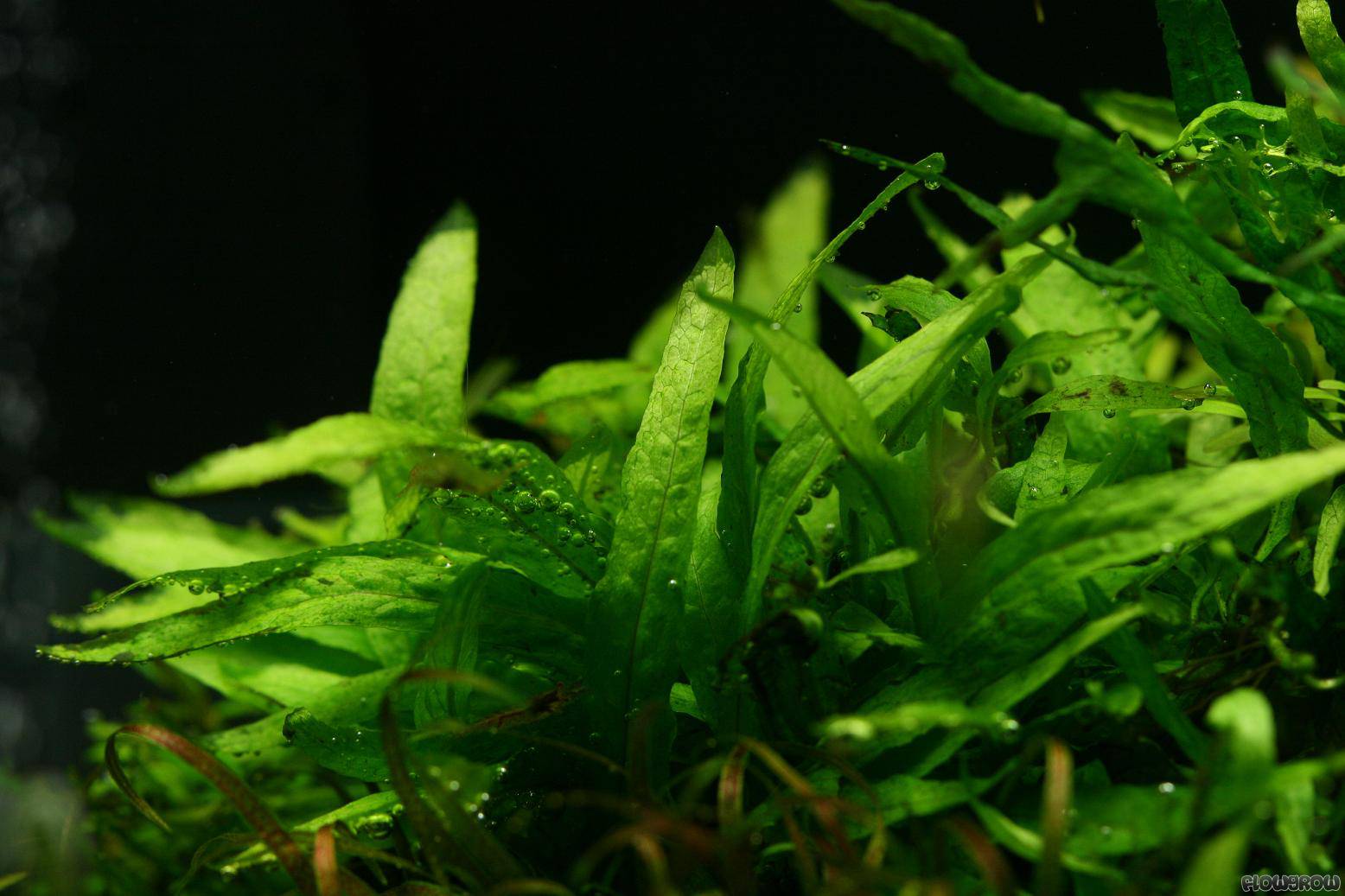 Microsorum pteropus "Short Narrow Leaf" Flowgrow Aquatic